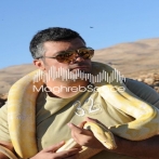 Fares karam sur yala.fm